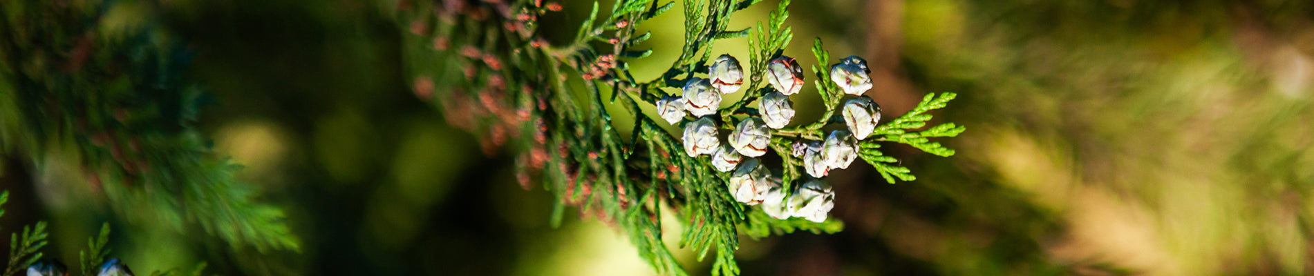 Christmas Collection